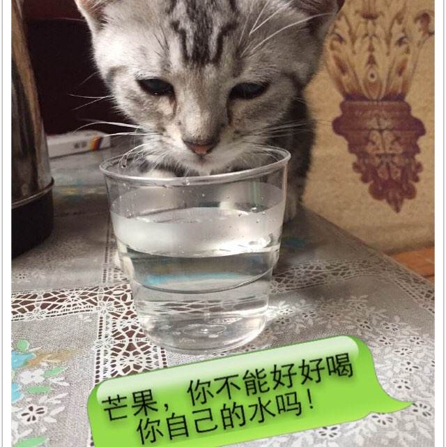 怎么做假日本愛媛縣立醫療技術大學文凭